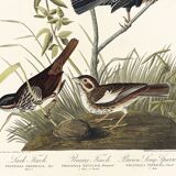 Poster about finches, based on an old engraving from 1827.