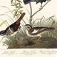 Poster about finches, based on an old engraving from 1827.