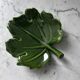 Leaf tray