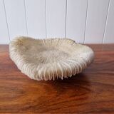 Beautiful sized 70s white coral, shell