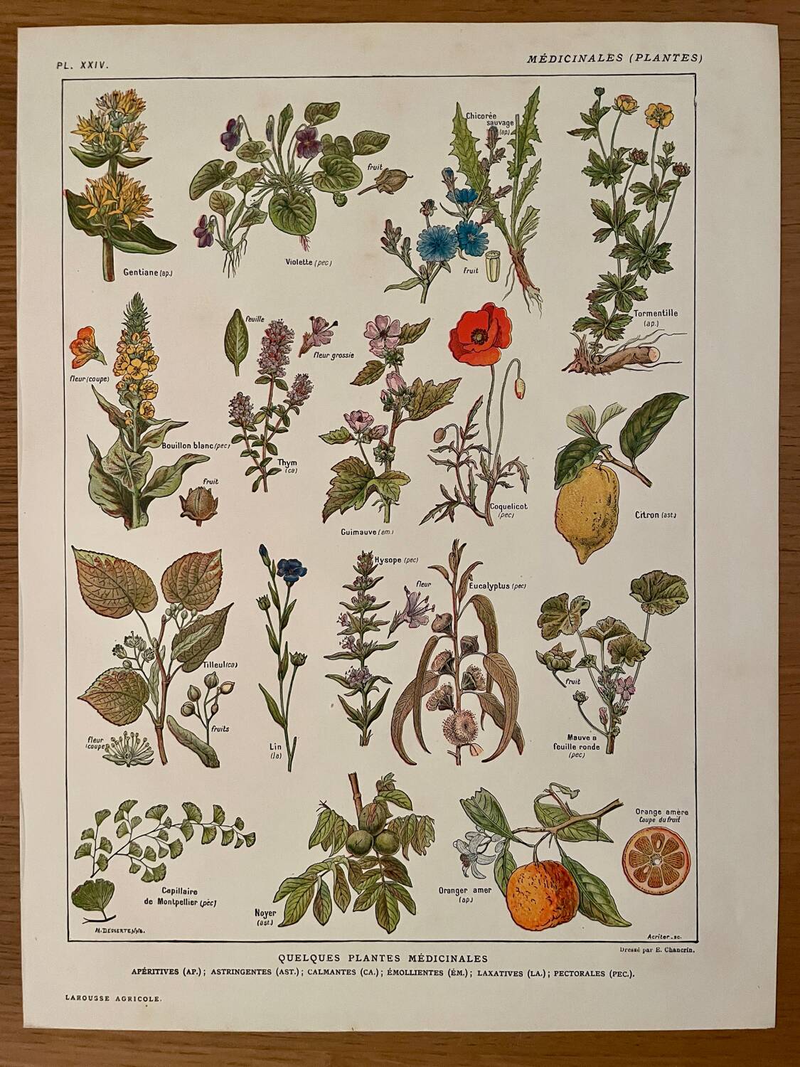 Reserved Noémie - Set of 2 illustrated boards from the 20th century.