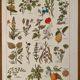 Reserved Noémie - Set of 2 illustrated boards from the 20th century.