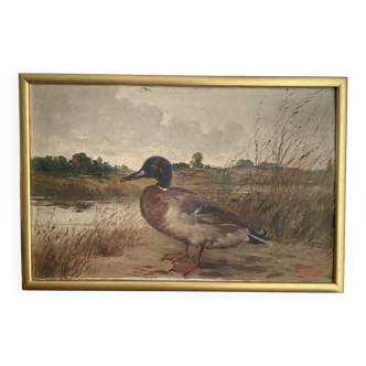 Tableau huile HST, Ermanno Clara, canard sauvage, fin XIXèeme début XXième