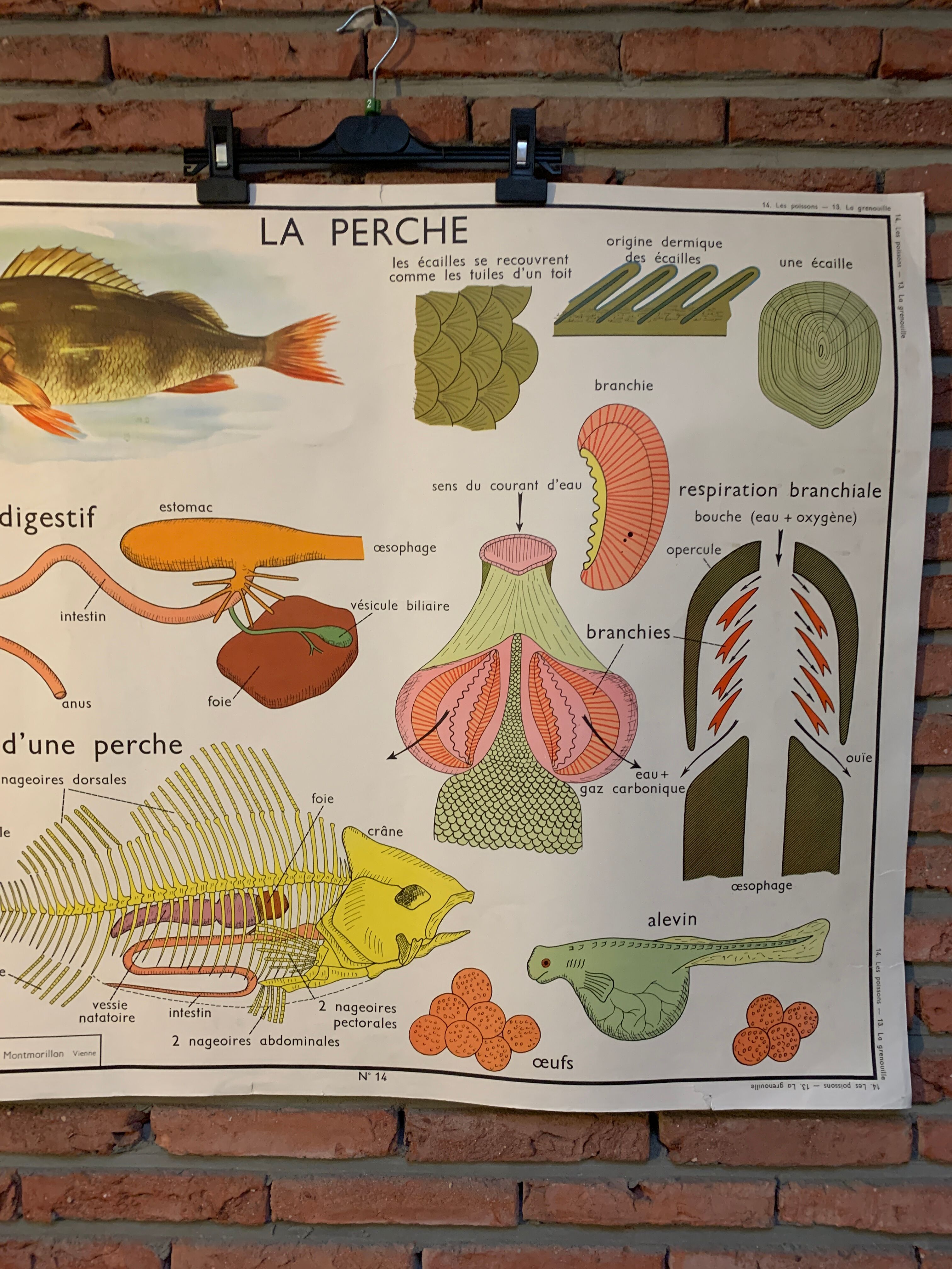 Poster The Frog and The Perch