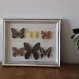 Frame of 6 naturalized butterflies