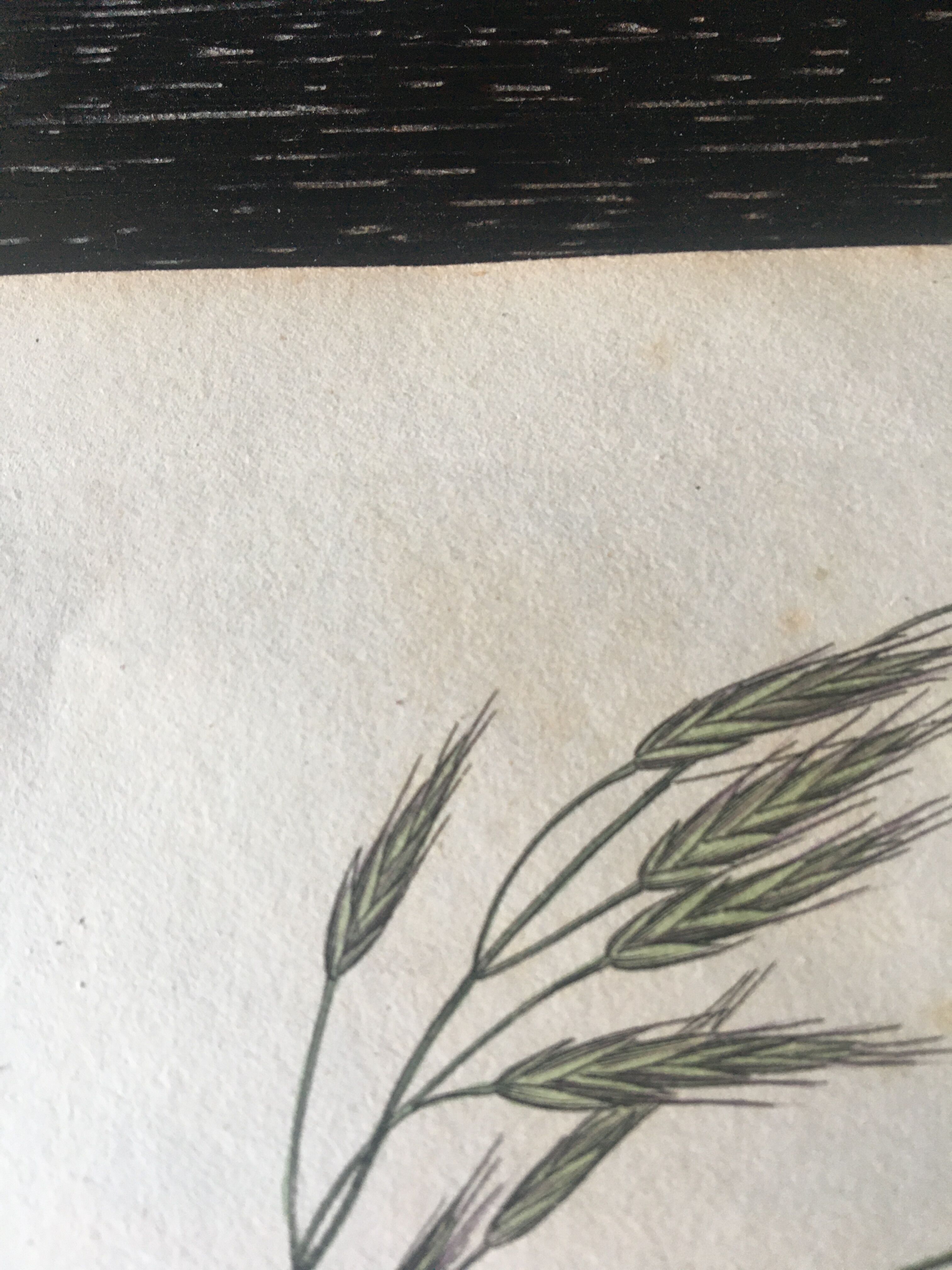 Planche herbier, Ed Londres, 1809