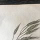 Planche herbier, Ed Londres, 1809