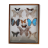 Taxidermy de 11 papillons