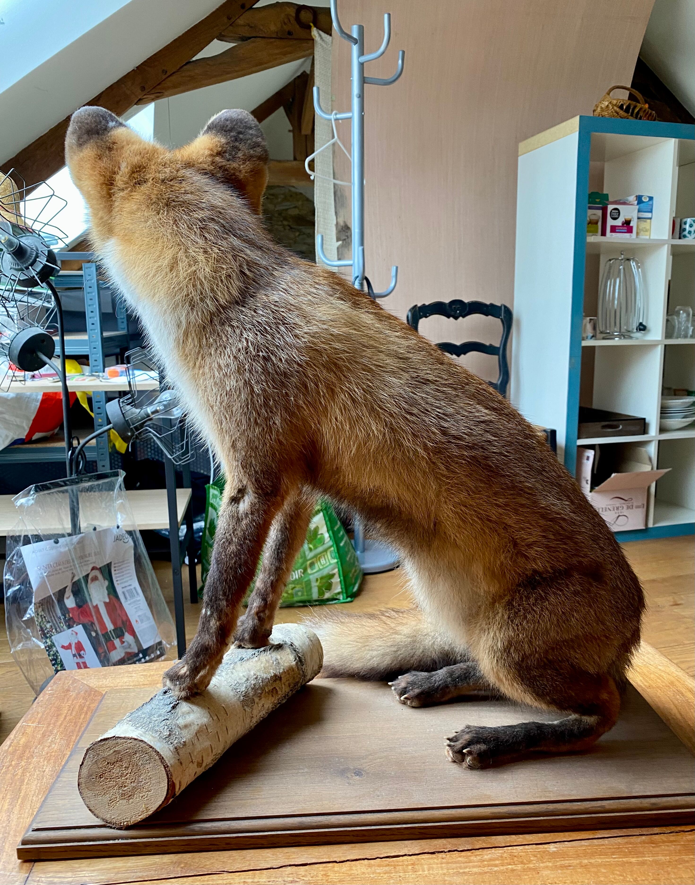 Red fox taxidermy