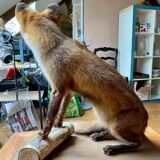 Red fox taxidermy
