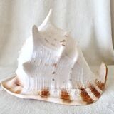 Rare and Large "Cassis Cornuta", Horned Helmet 32 cm, TBE