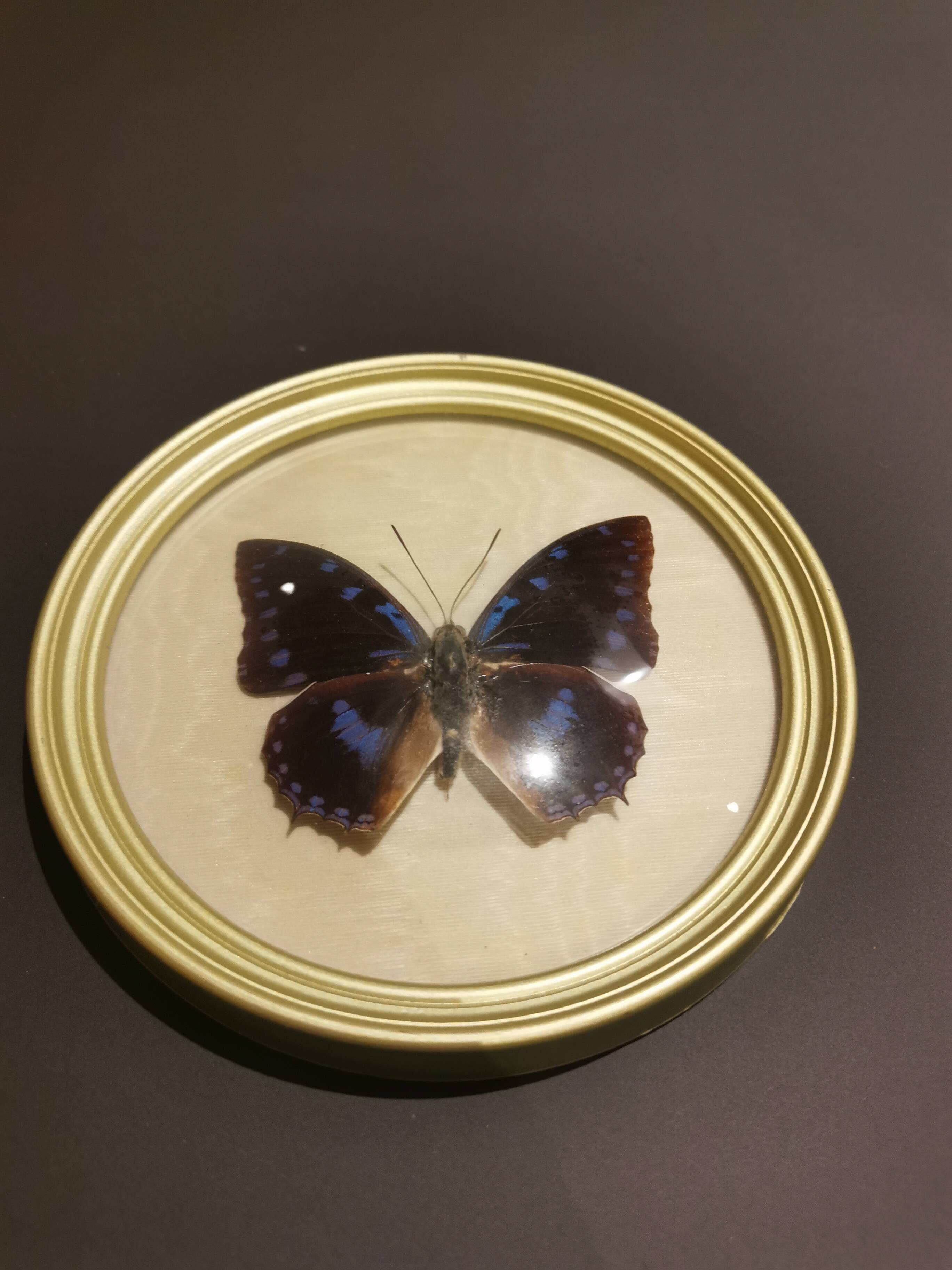 Cadre doré papillon naturalisé