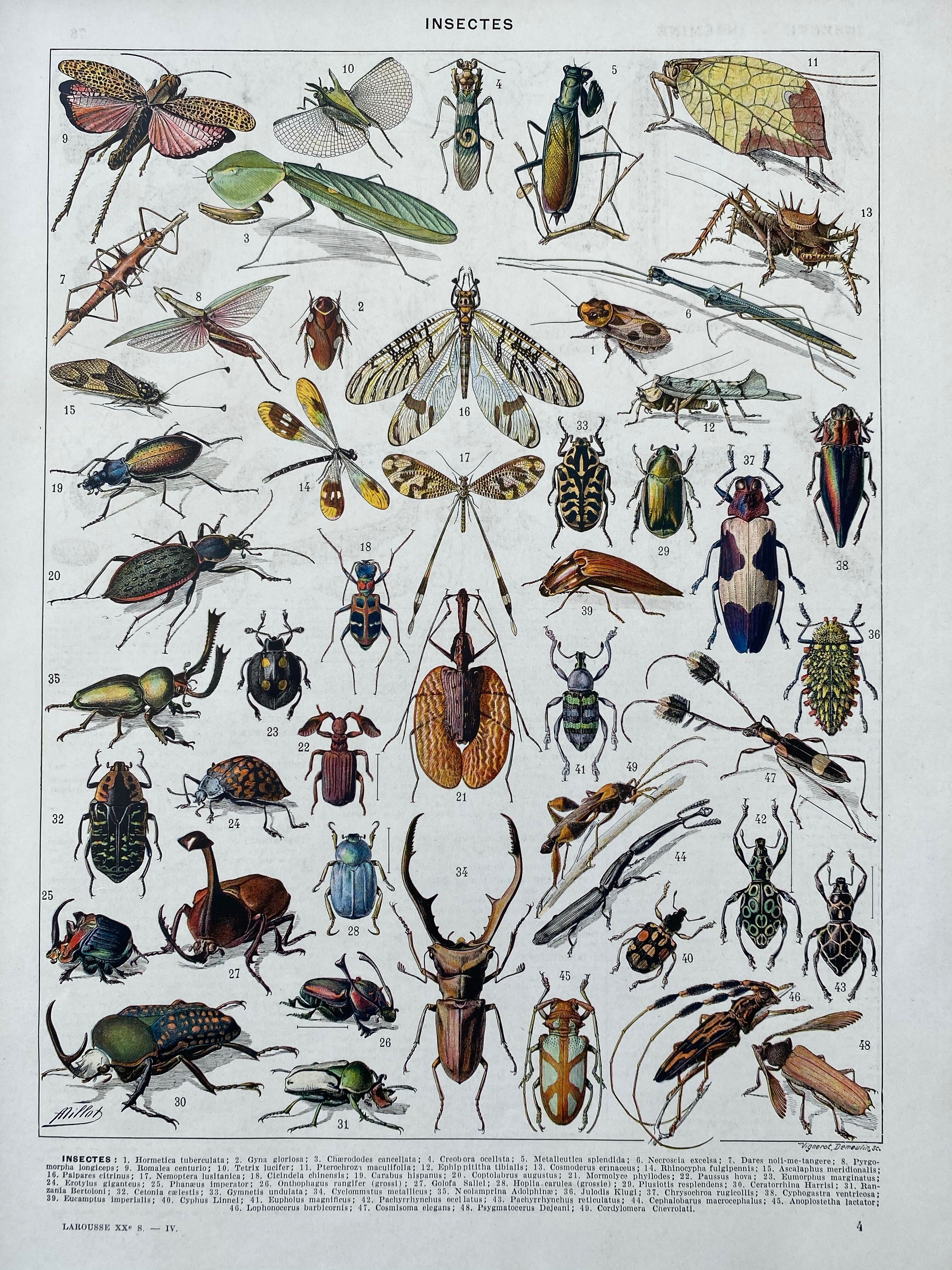 Illustration Millot "insects"