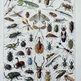 Illustration Millot "insects"