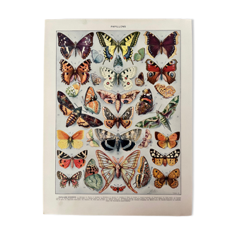 Lithograph on butterflies from 1928 (Europe)