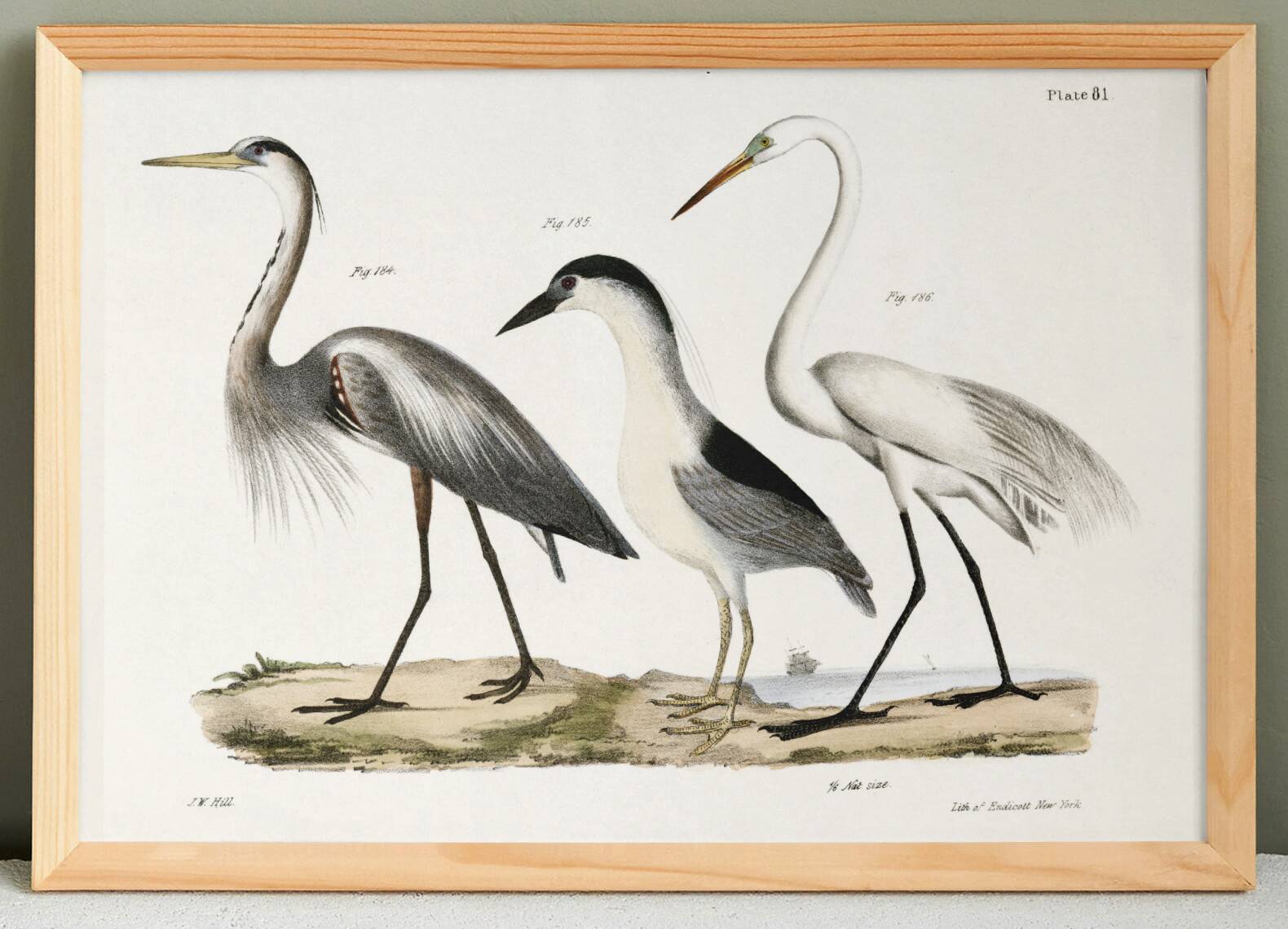 Affiche sur les hérons, d'après une lithographie ancienne de 1842.