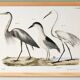 Affiche sur les hérons, d'après une lithographie ancienne de 1842.