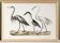 Poster about herons, based on an old lithograph from 1842.