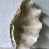 Clam shell