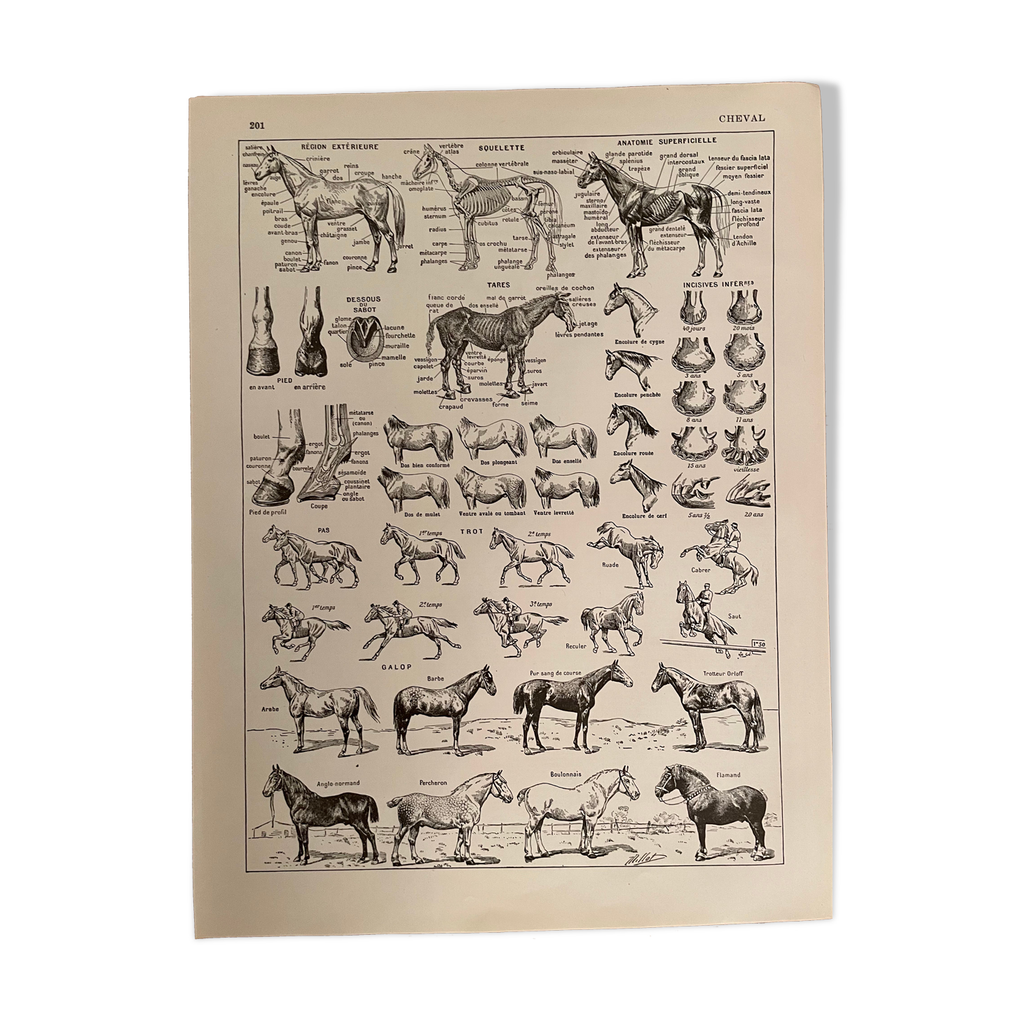 Lithograph engraving on the horse from 1928