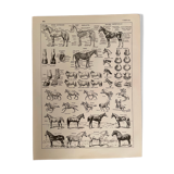 Lithograph engraving on the horse from 1928
