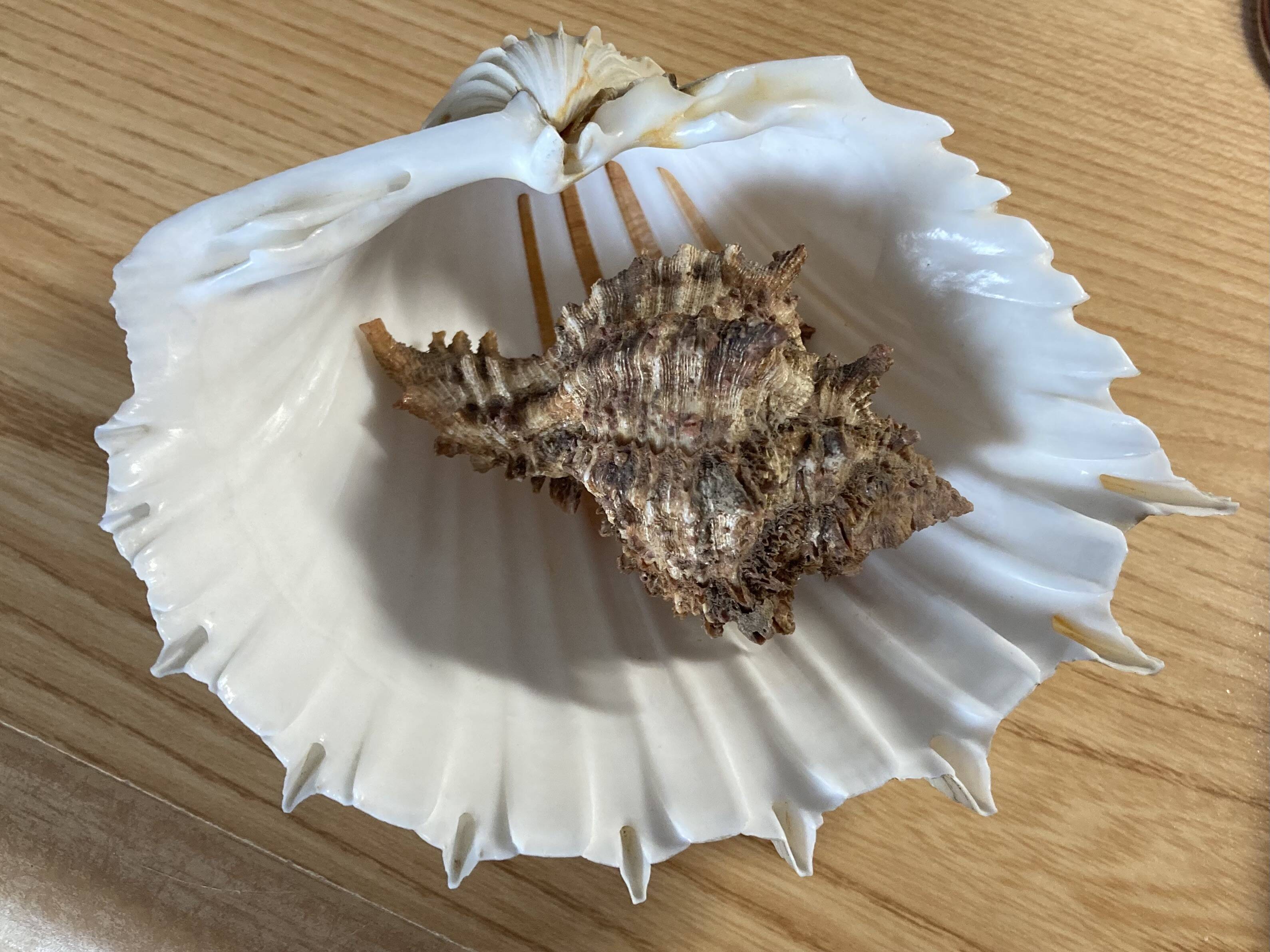 Coquillage Murex
