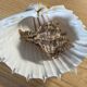 Coquillage Murex