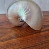 Nautilus mother-of-pearl shell Nautilus