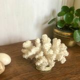 White coral