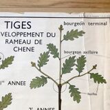 Rossignol pedagogical poster