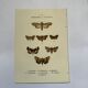 Botanical engraving butterflies double-sided naturalist plate Etching