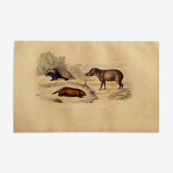 Original zoological board " Porc-Epic - Urson - Tapir " Buffon 1838