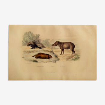 Planche zoologique originale " Porc-Epic - Urson - Tapir " Buffon 1838