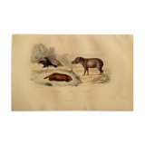 Original zoological board " Porc-Epic - Urson - Tapir " Buffon 1838