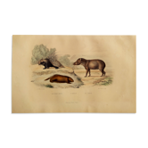 Planche zoologique originale " Porc-Epic - Urson - Tapir " Buffon 1838