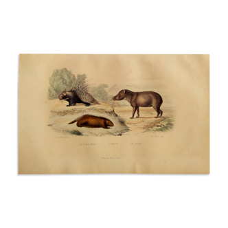 Planche zoologique originale " Porc-Epic - Urson - Tapir " Buffon 1838