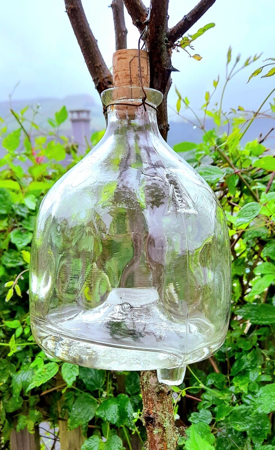 Wasp trap