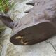 Resin rhino head