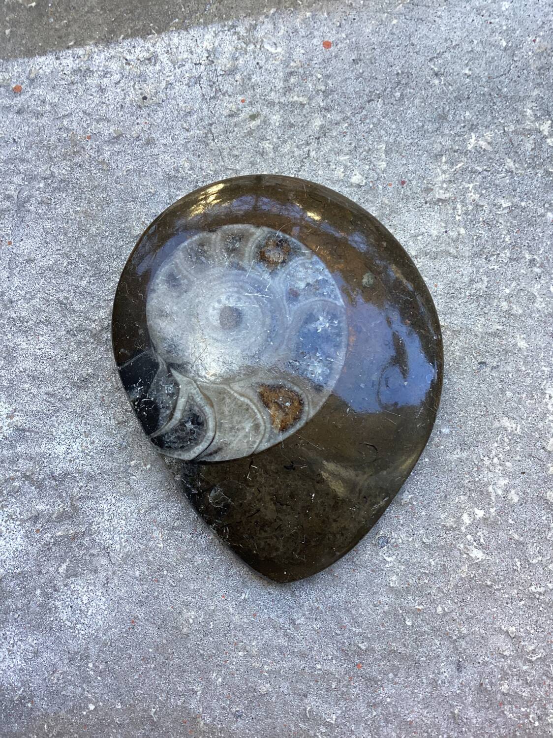 Small polished ammonite