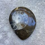 Petite ammonite polie