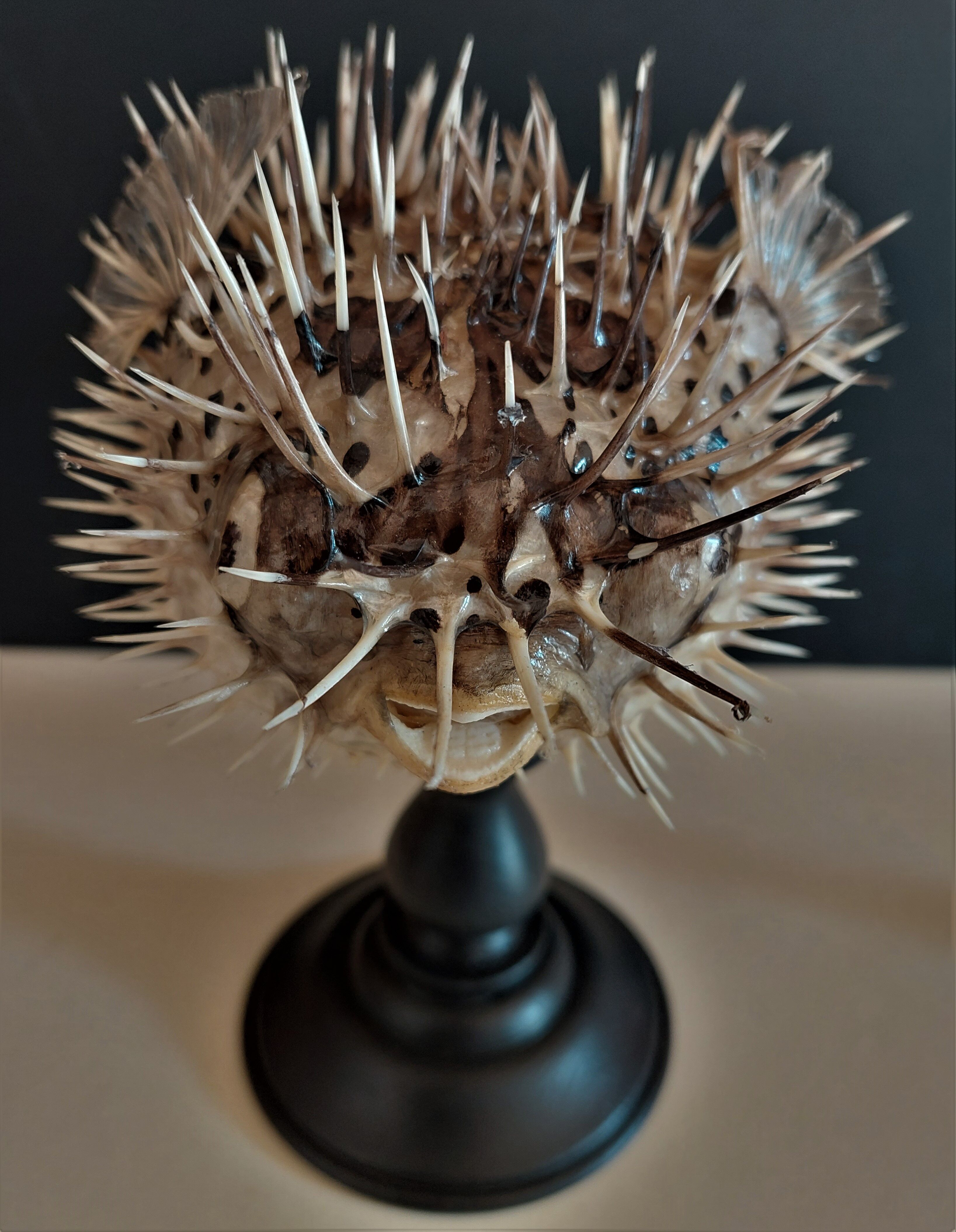 Cabinet of Curiosities diodon holocanthus on base