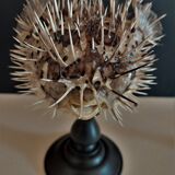 Cabinet of Curiosities diodon holocanthus on base