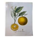Risso Citrus Lithograph