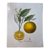 Risso Citrus Lithograph