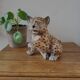 Tiger figurine, vintage, ceramic and hand-painted.