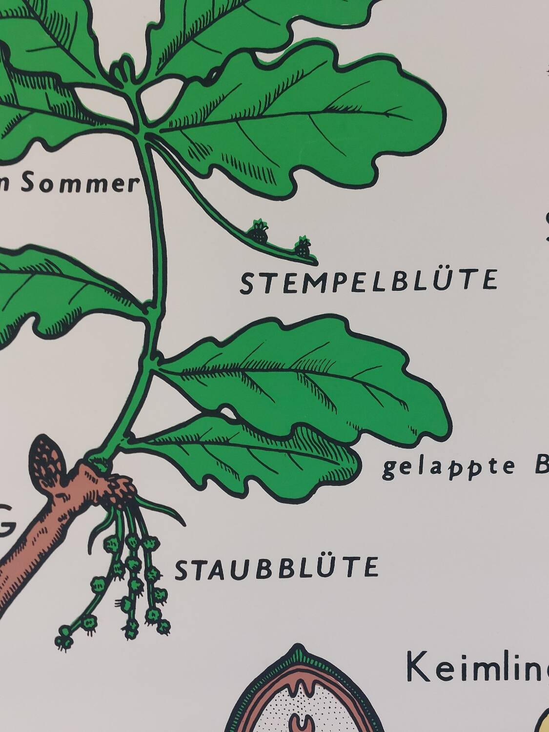 Vintage educational wall hanging roll chart biology oak