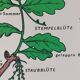 Vintage educational wall hanging roll chart biology oak