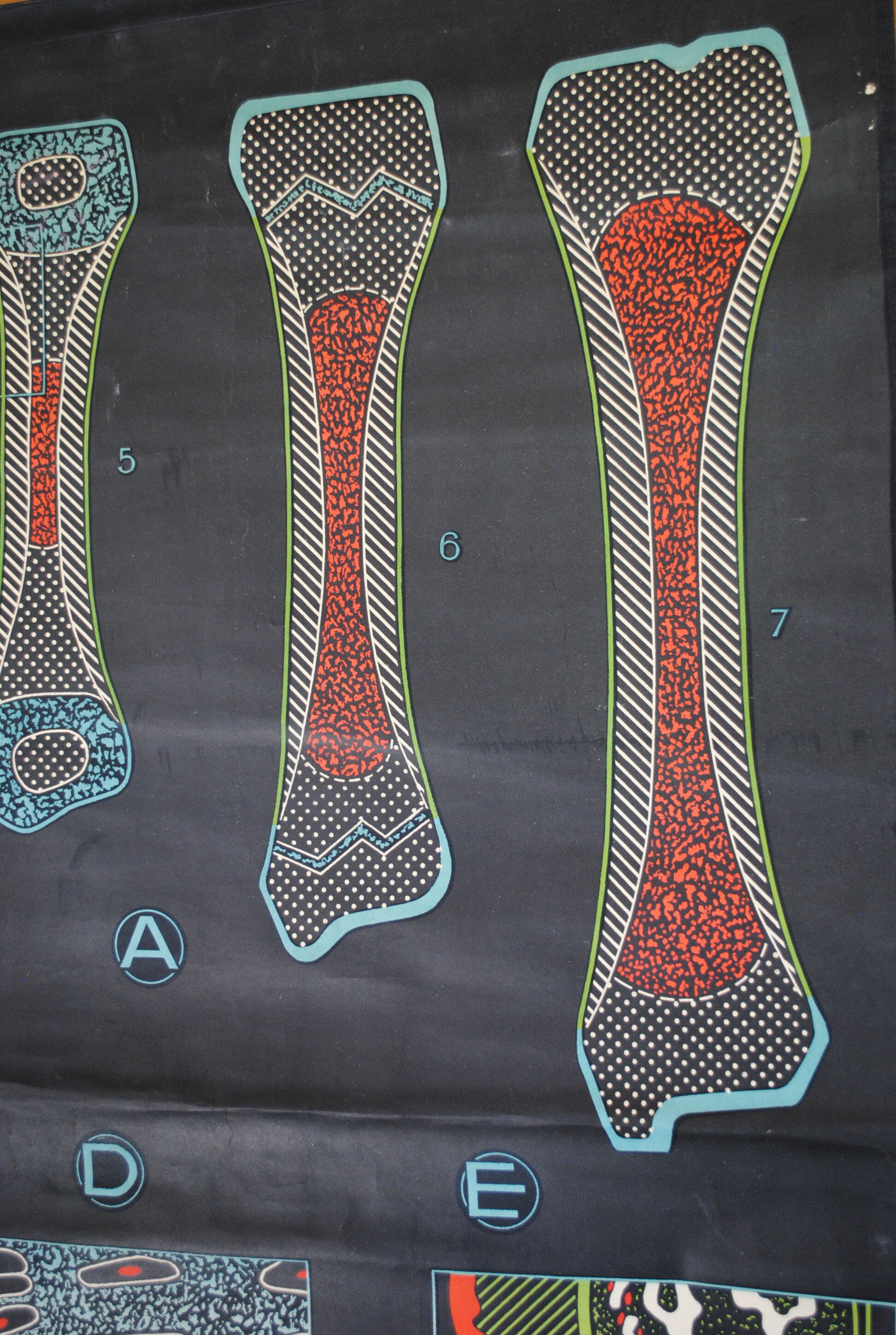 Poster school vintage dr auzoux ossification