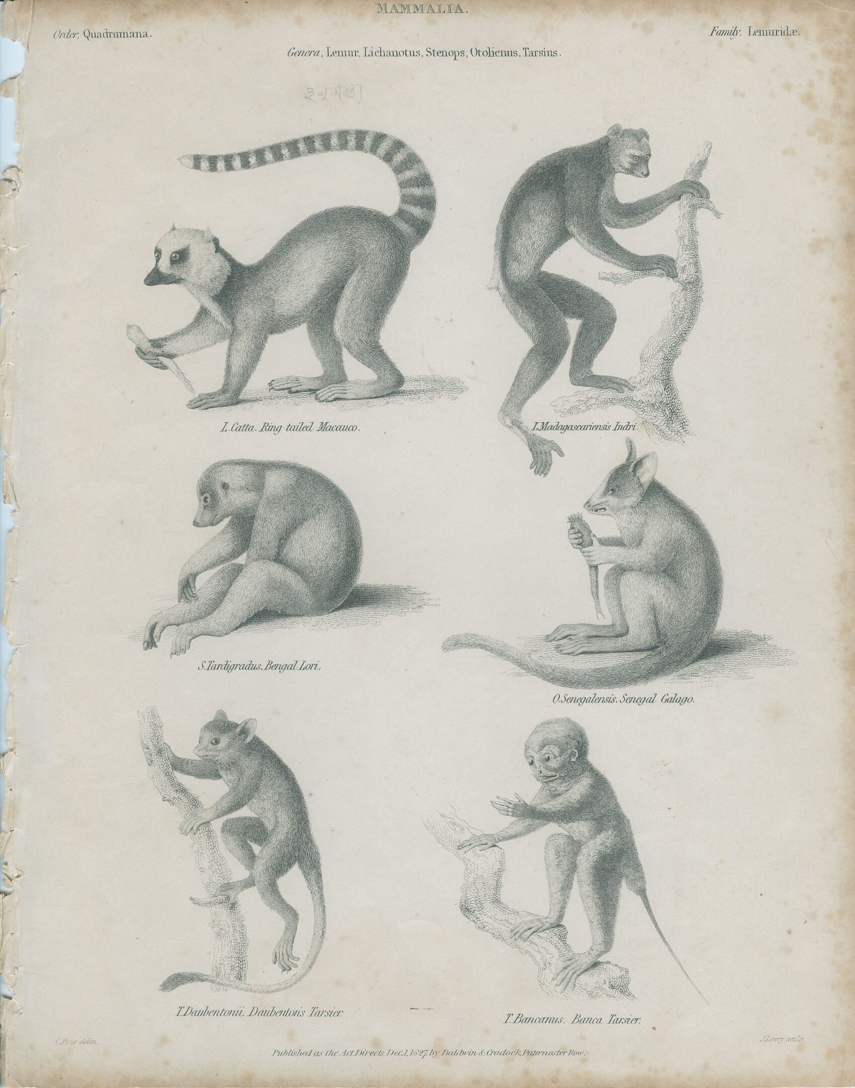 Antique engraving of primates xix