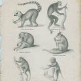 Antique engraving of primates xix